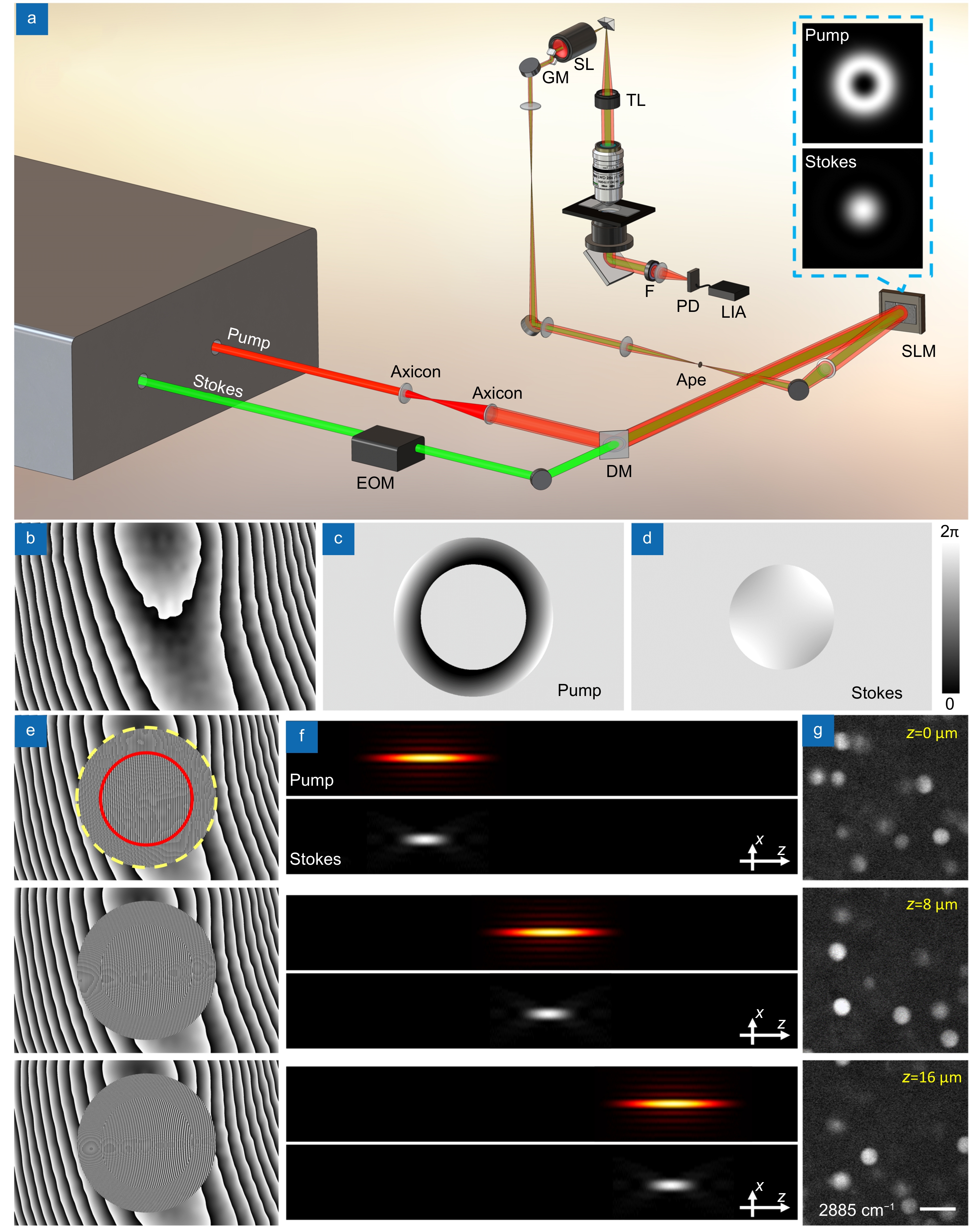 Stimulated Raman scattering microscopy with phase-controlled light focusing and aberration correction for rapid and label-free, volumetric deep tissue imaging_4