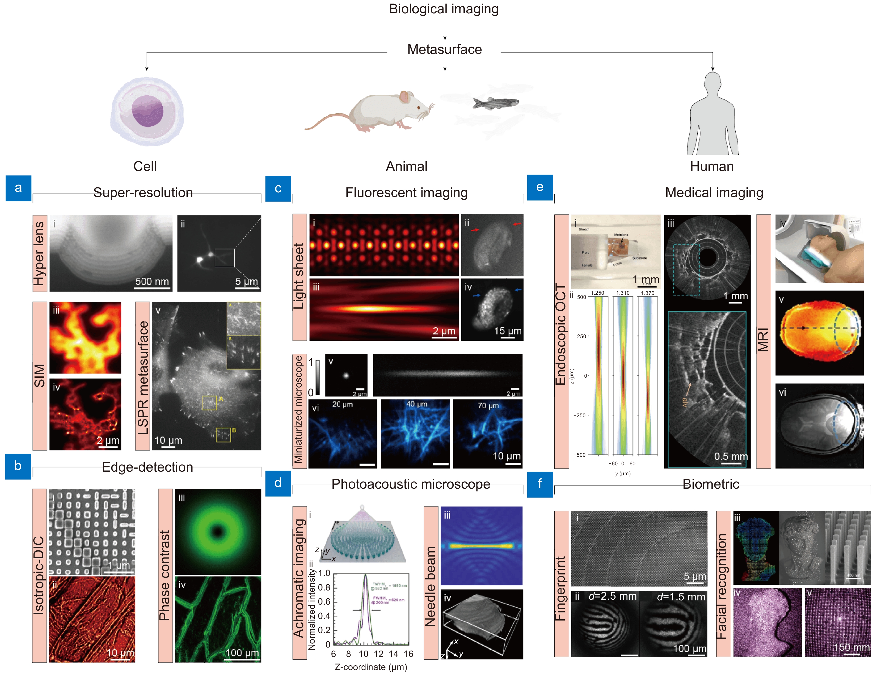 Advanced biological imaging techniques based on metasurfaces_3