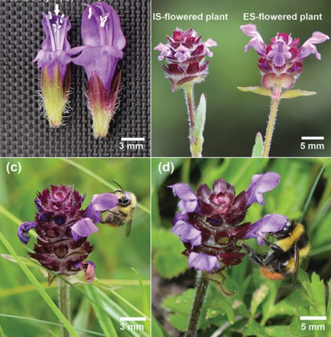 Differences in floral traits and flower visitation rates in mating systems in Prunella vulgaris (Lamiaceae)_4