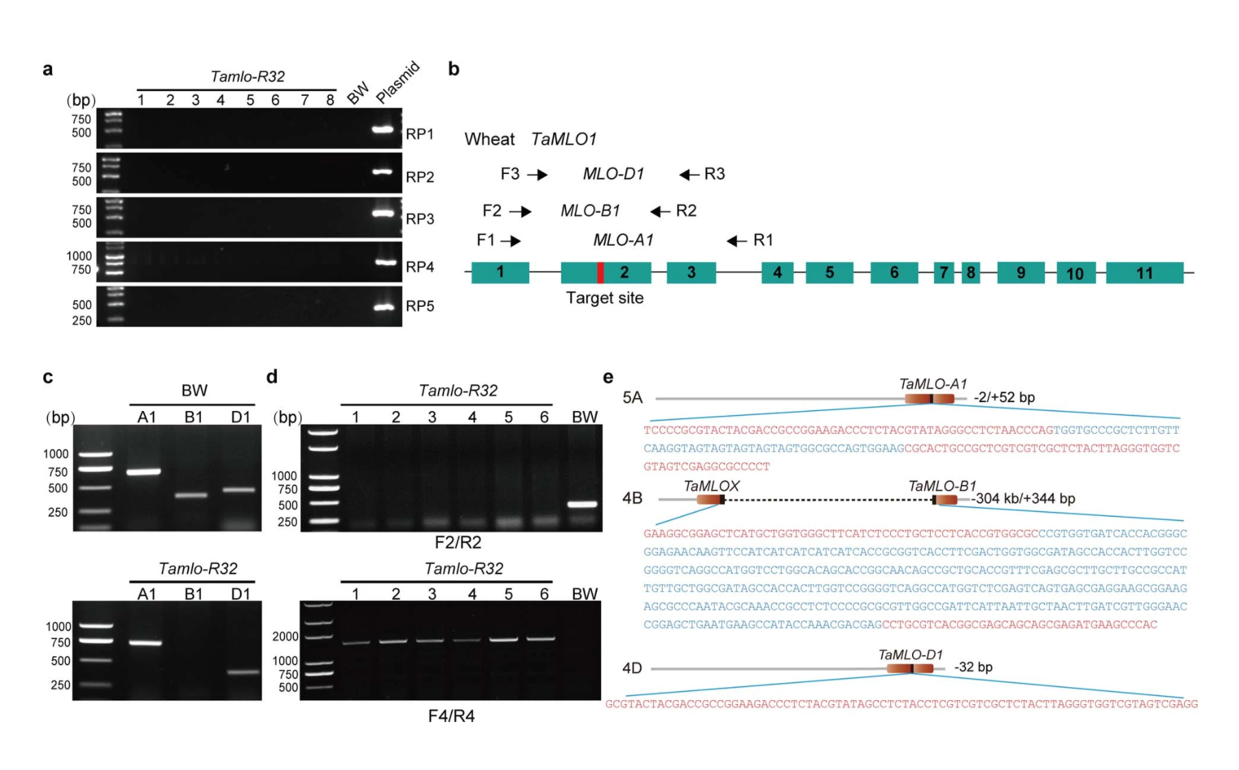 Genome-edited powdery mildew resistance in wheat without growth penalties_4