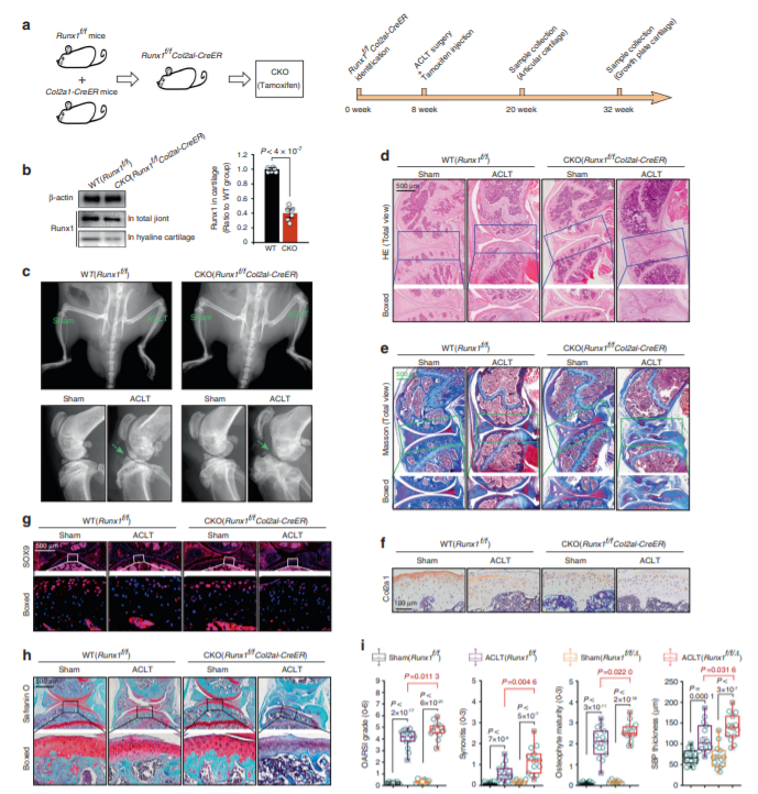 Runx1 protects against the pathological progression of osteoarthritis_4