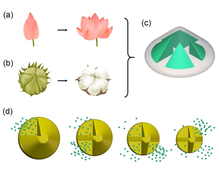 3D printing of bioinspired compartmentalized capsular structure for controlled drug release_4