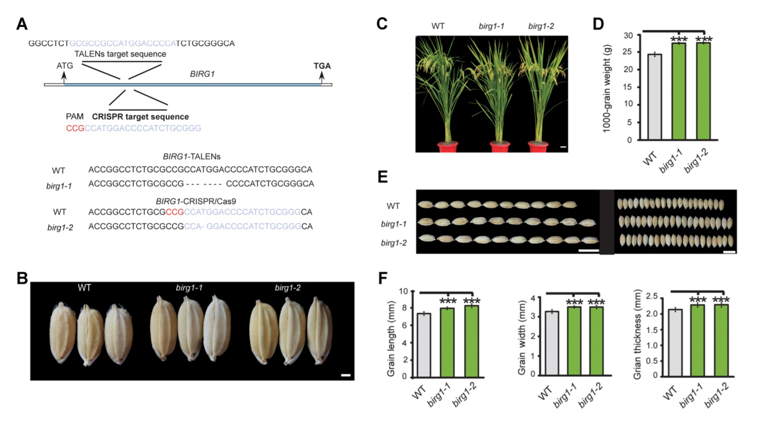 A chloride efflux transporter, BIG RICE GRAIN 1, is involved in mediating grain size and salt tolerance in rice_4