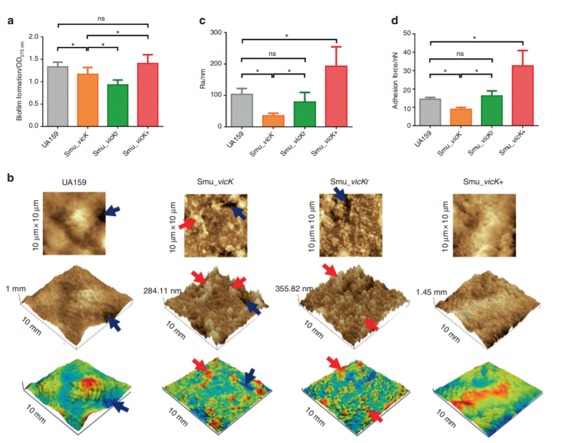 The vicK gene of Streptococcus mutans mediates its cariogenicity via exopolysaccharides metabolism_4