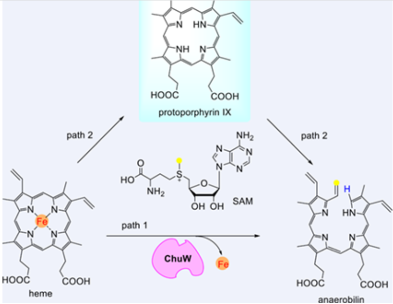 Radical SAM-Dependent Demetallation of Heme_3