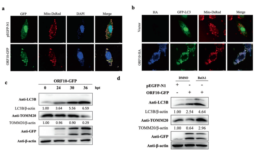 SARS-CoV-2 ORF10 suppresses the antiviral innate immune response by degrading MAVS through mitophagy_4