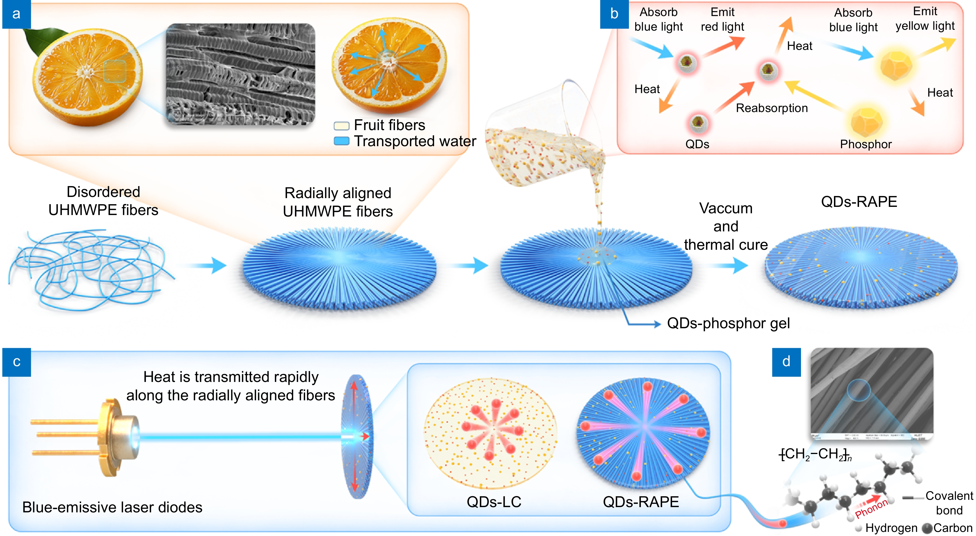 Paving continuous heat dissipation pathways for quantum dots in polymer with orange-inspired radially aligned UHMWPE fibers_4