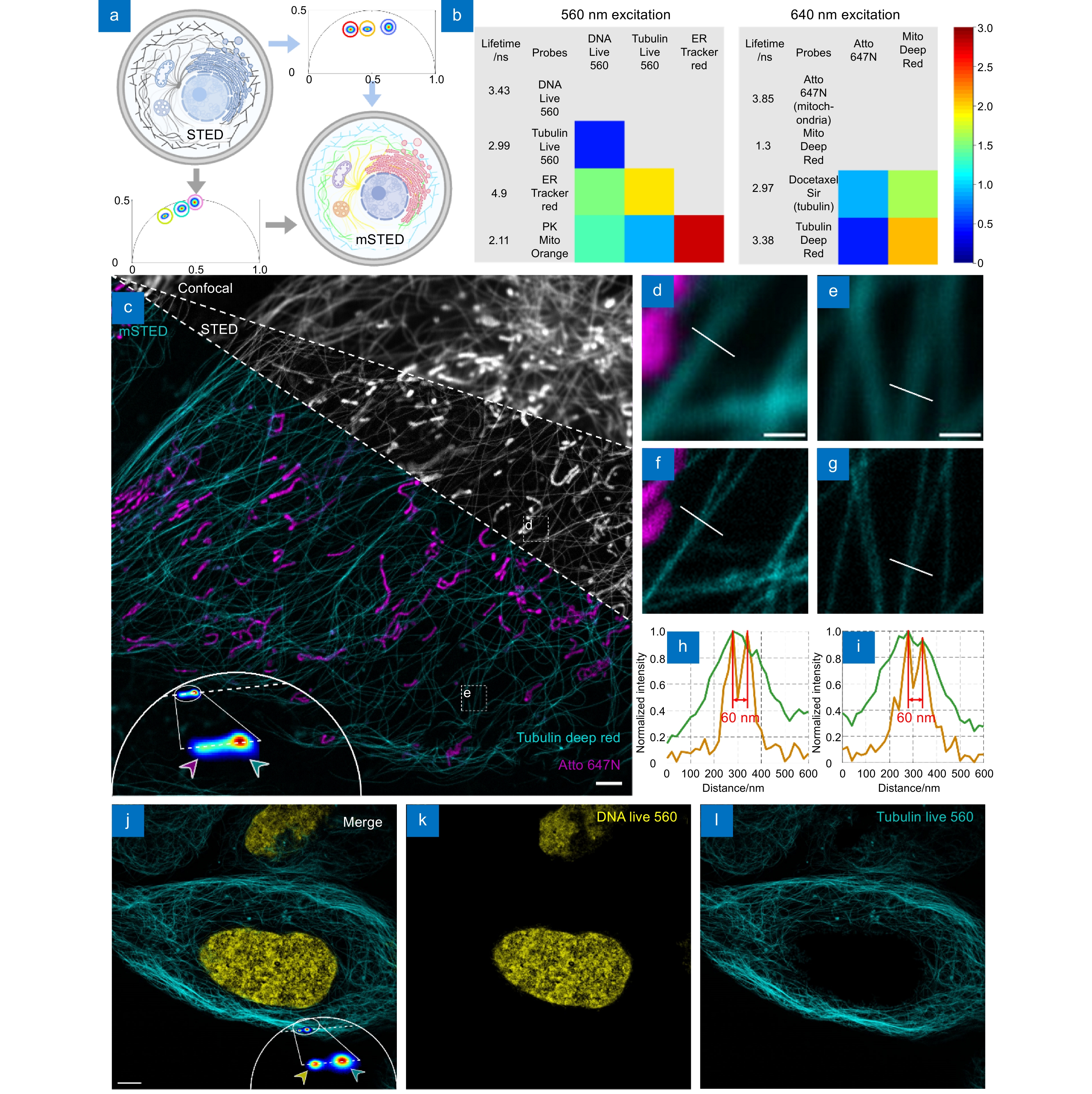 Multiplexed stimulated emission depletion nanoscopy (mSTED) for 5-color live-cell long-term imaging of organelle interactome_3